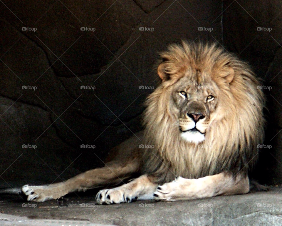 animal lion looking king by landon