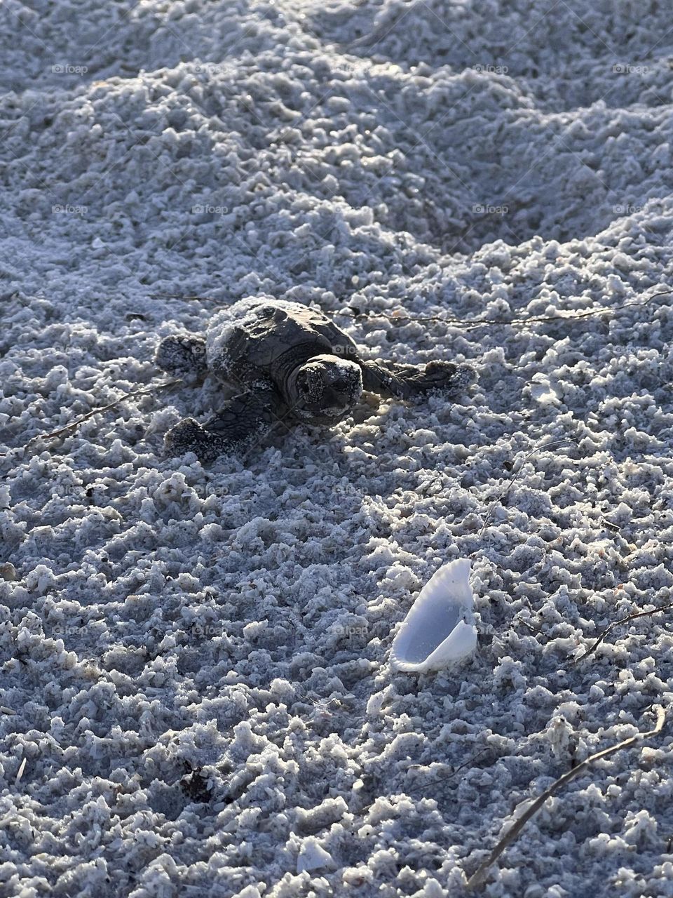 Loggerhead sea turtle baby on its way to the ocean 😍