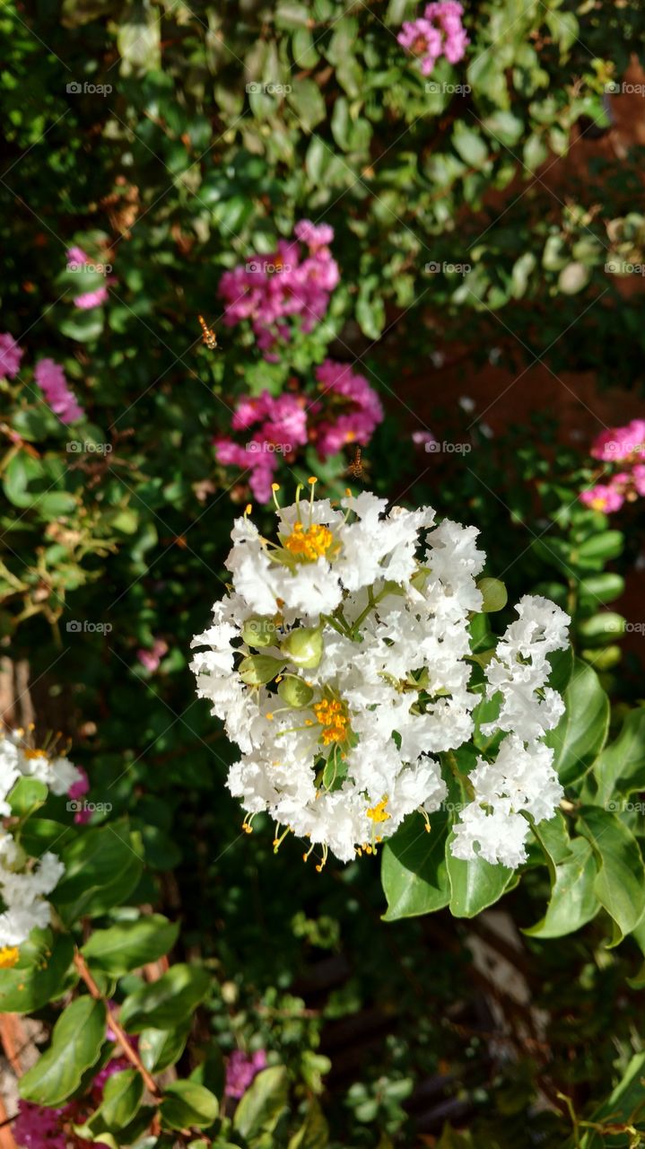 Folhagens e, flores brancas e rosas.