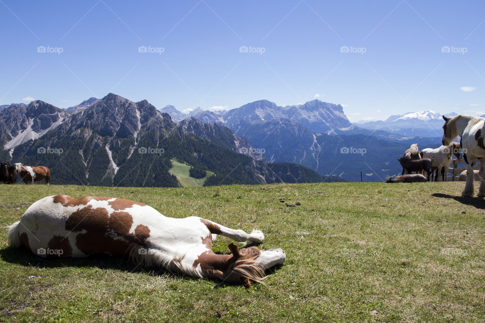Horses are resting on the mountain, panoramic view 