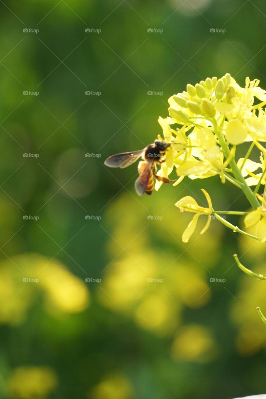 Bee