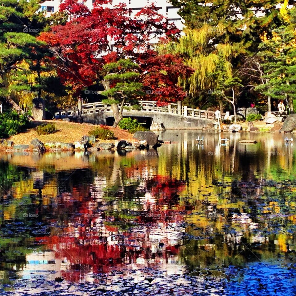 This is from Tsurumai park in Japan. 