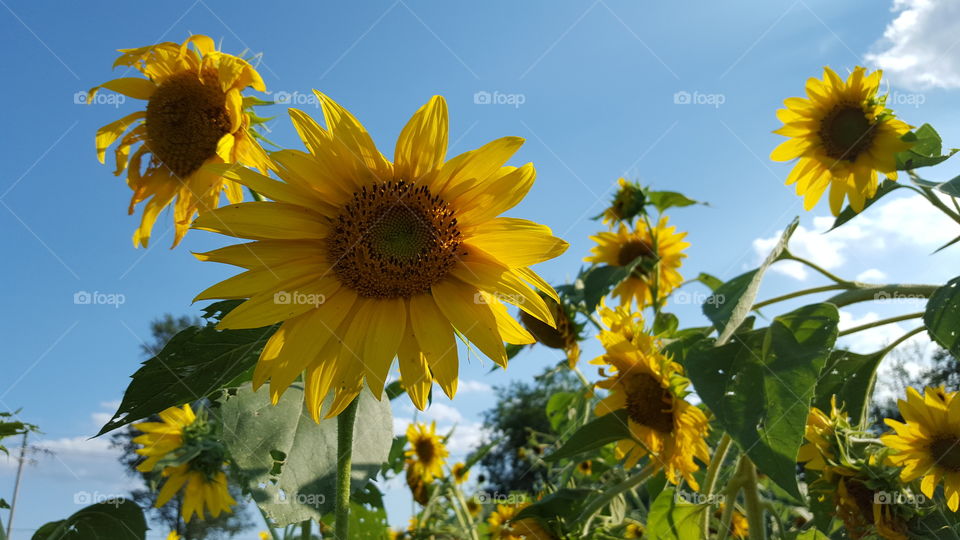 looking up at sunflowers. blue sky behind sunflowers