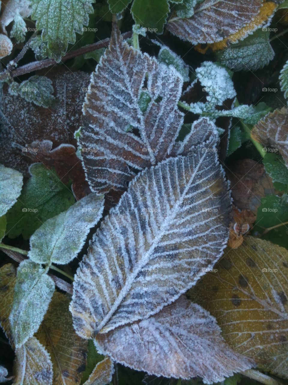 Frozen leaves 