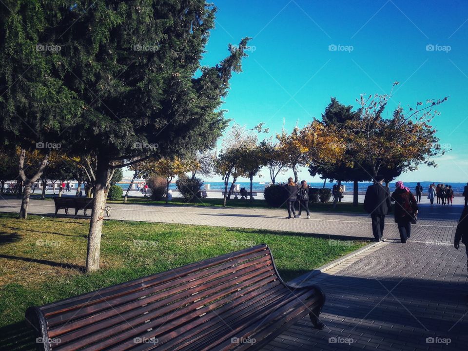 Spring flowers wild nature greens outdoor plant flower beauty