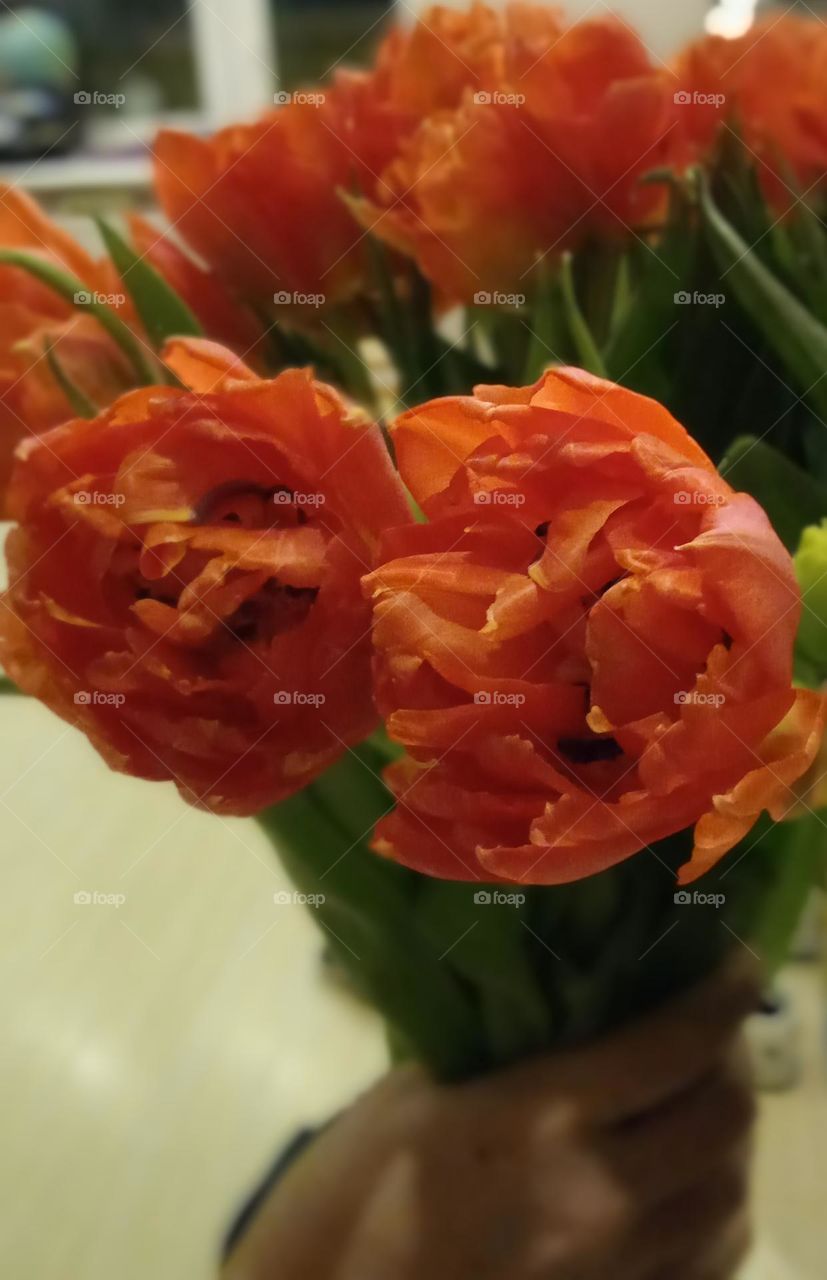 Bouquet of red peony tulips