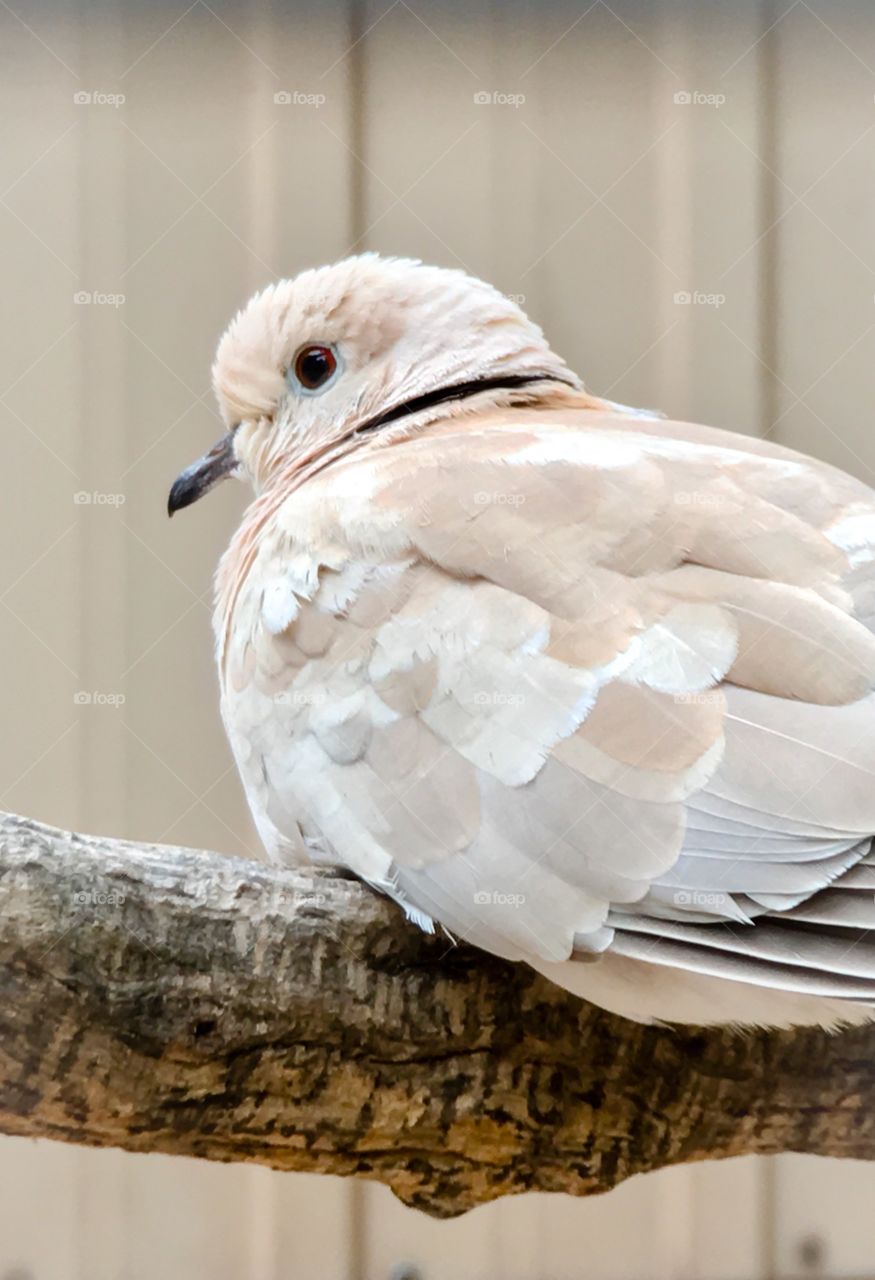 Perched white dove ring necked closeup 