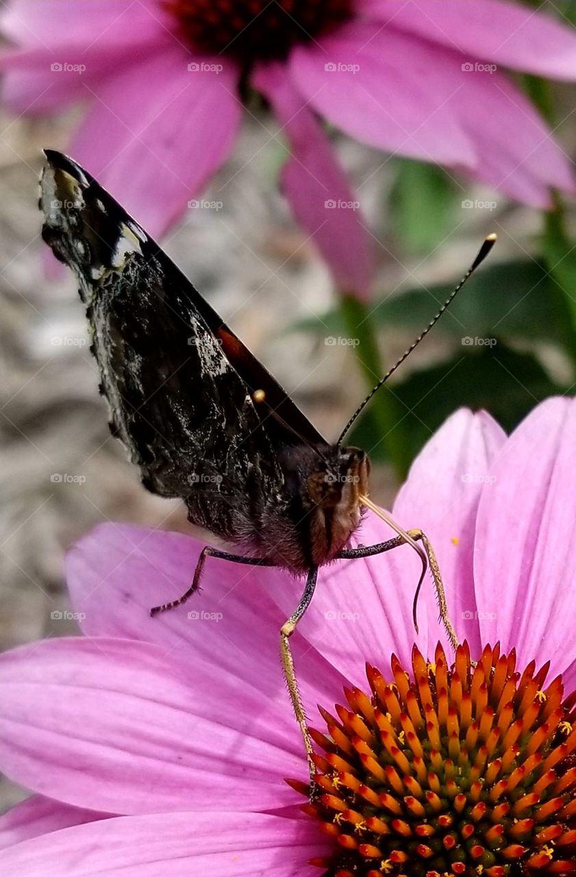Close up Butterfly
