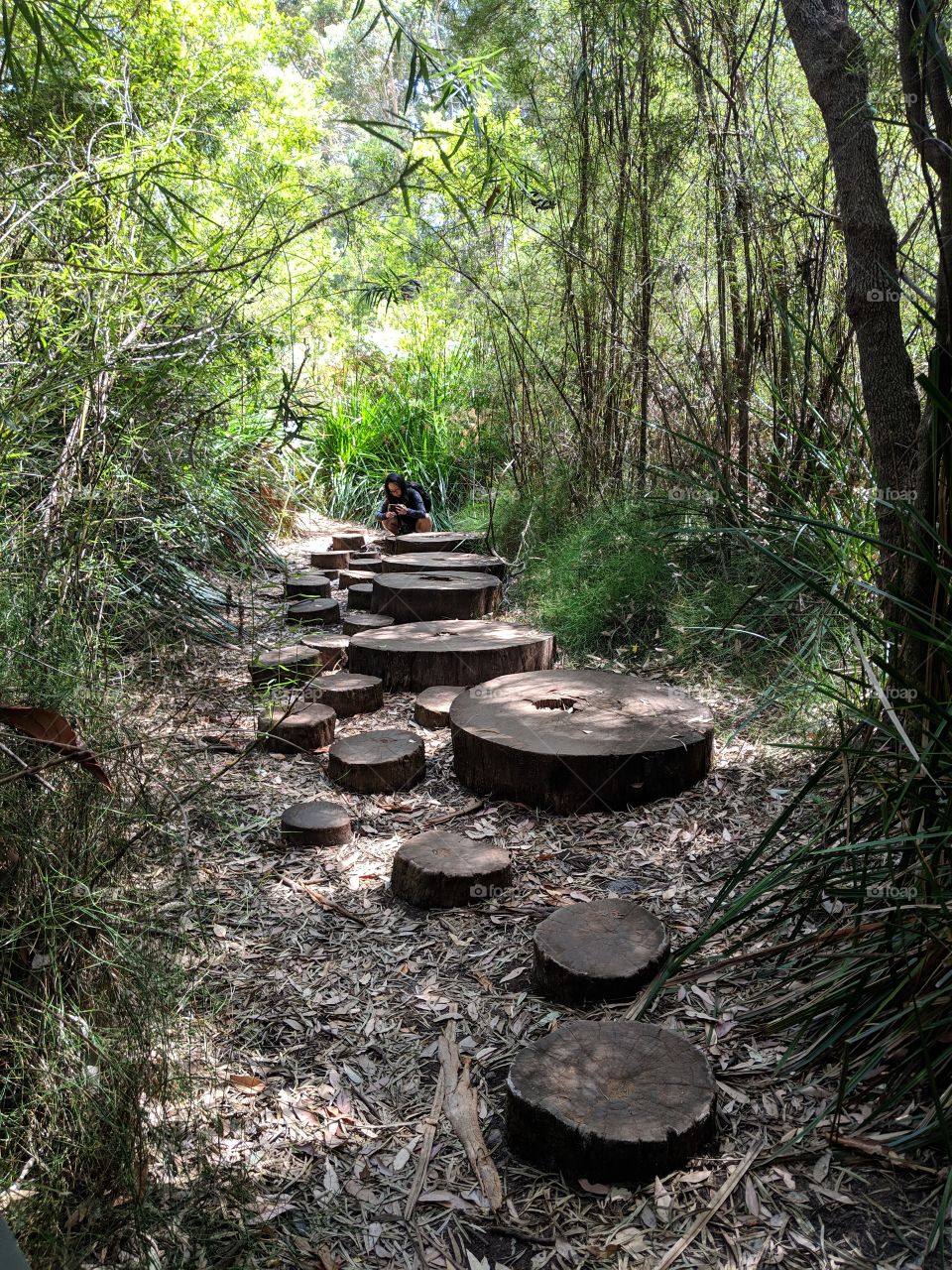 adventure through a path of logs