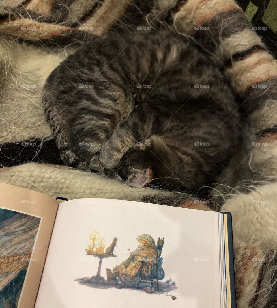 Human is reading and cat is sleeping 