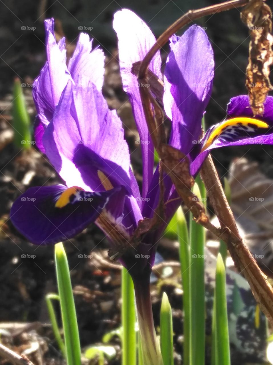 Blüte, Frühling, Springtime, Blume, Zwerg-Iris, Schwerliliengewächs