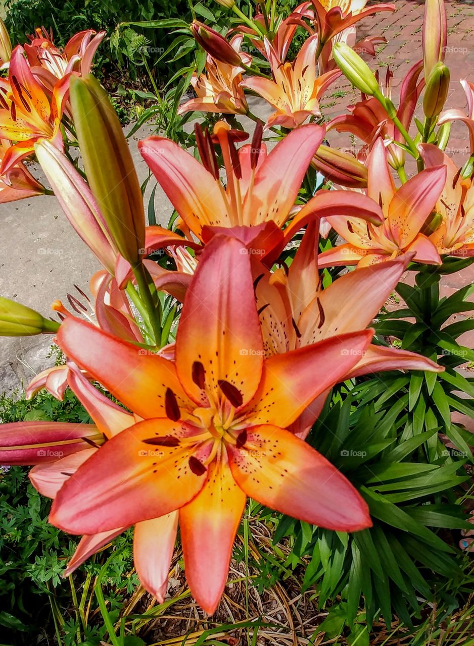 Day Lilies