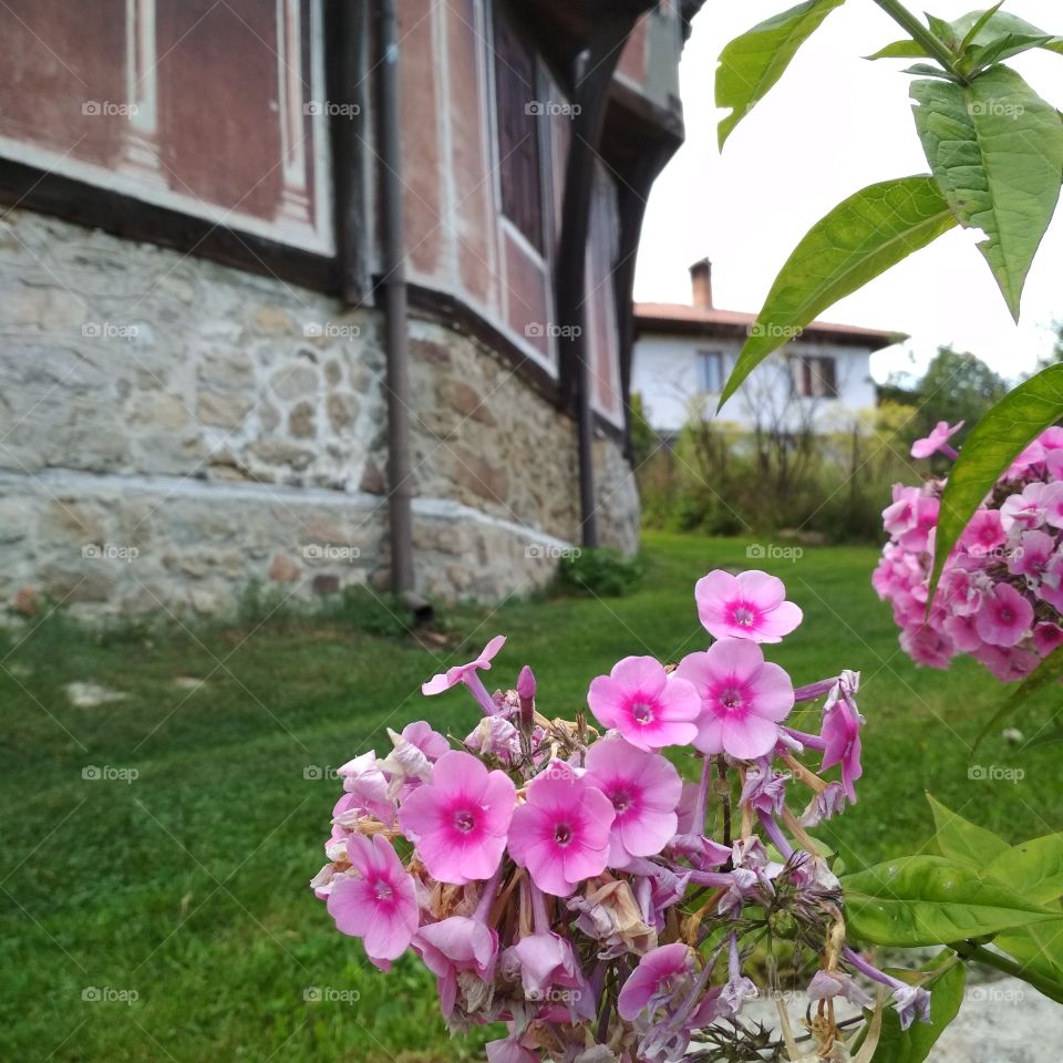 Old house with flower