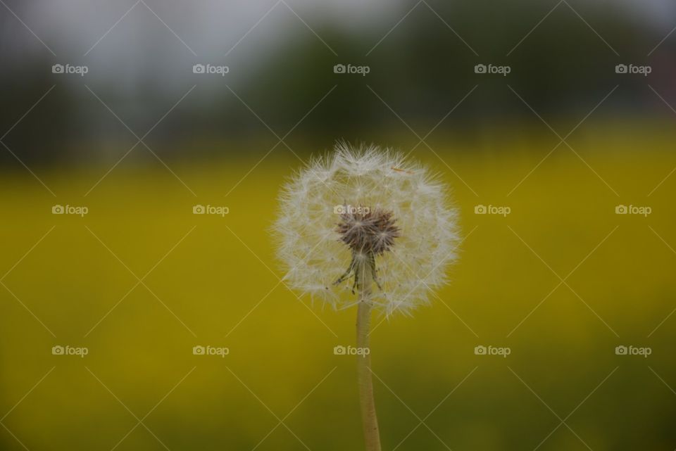 dandelion