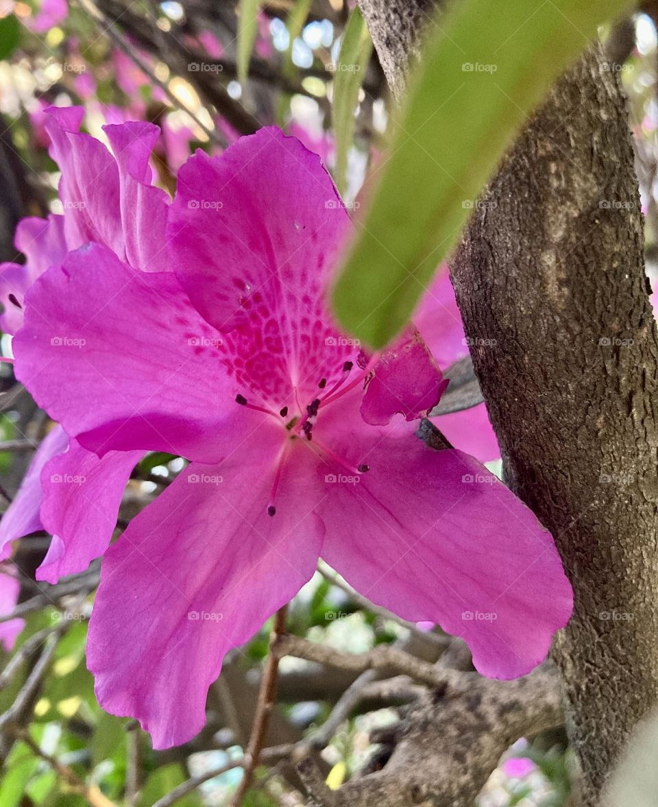 🌹 🇺🇸 Very beautiful flowers to brighten our day.  Live nature and its beauty. Did you like the delicate petals? / 🇧🇷 Flores muito bonitas para alegrar nosso dia. Viva a natureza e sua beleza. Gostaram das pétalas delicadas? 