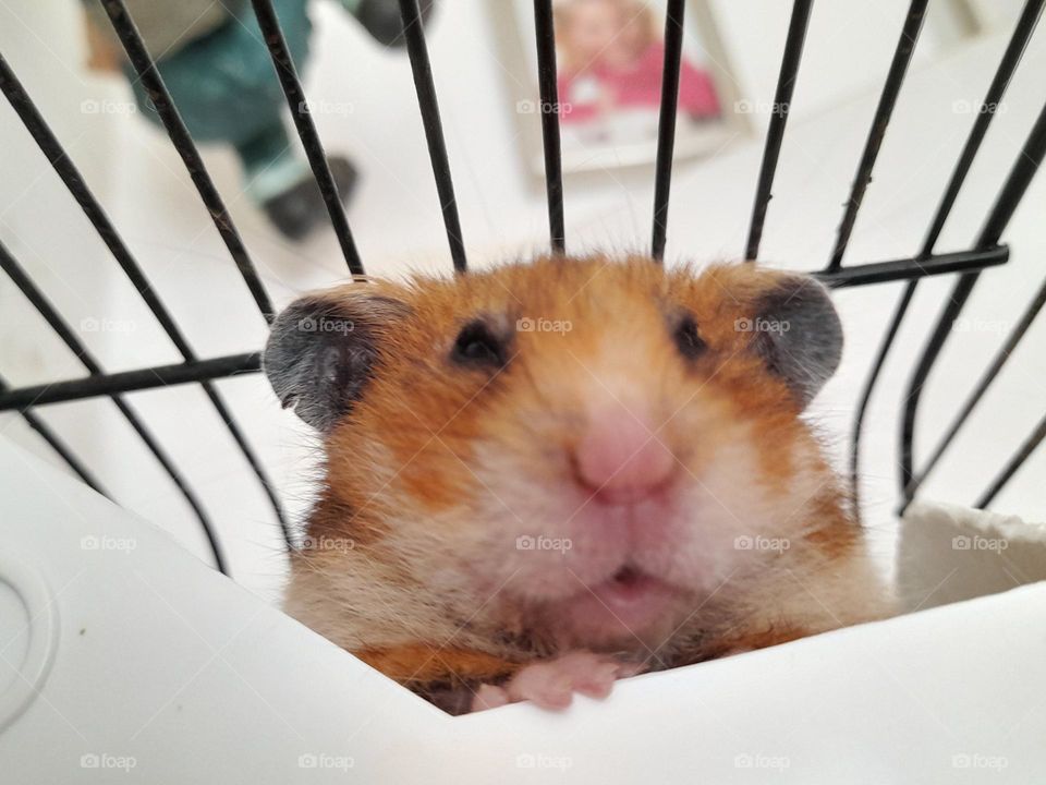 Giant gold hamster Netherlands 🐹