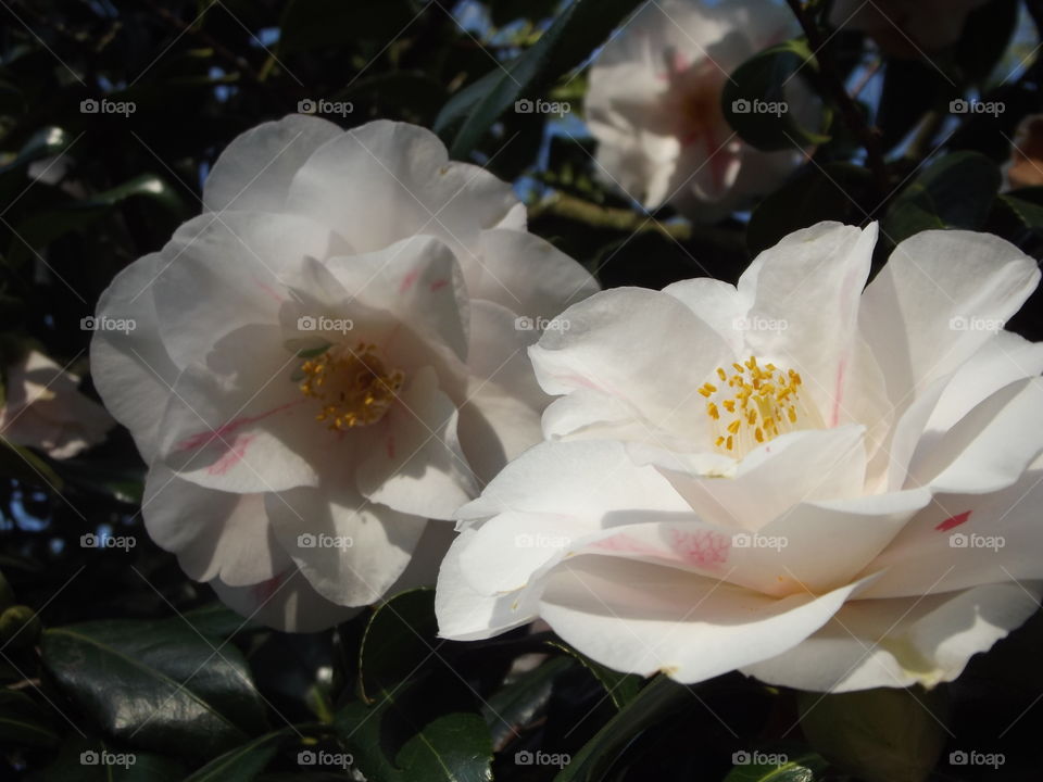 White Magnolia Flower