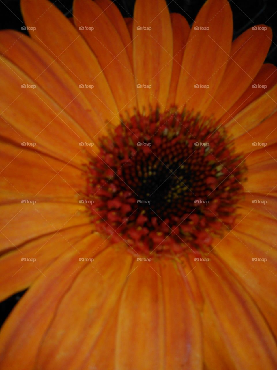 Orange gerbera daisy. Close-up shot of a beautiful orange gerbera daisy.