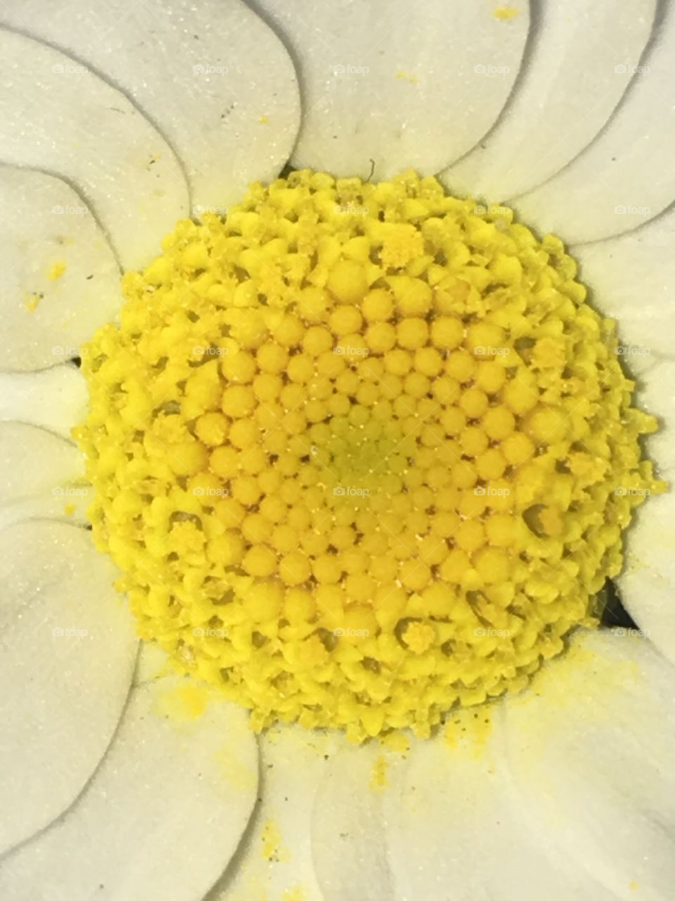 Pollen 