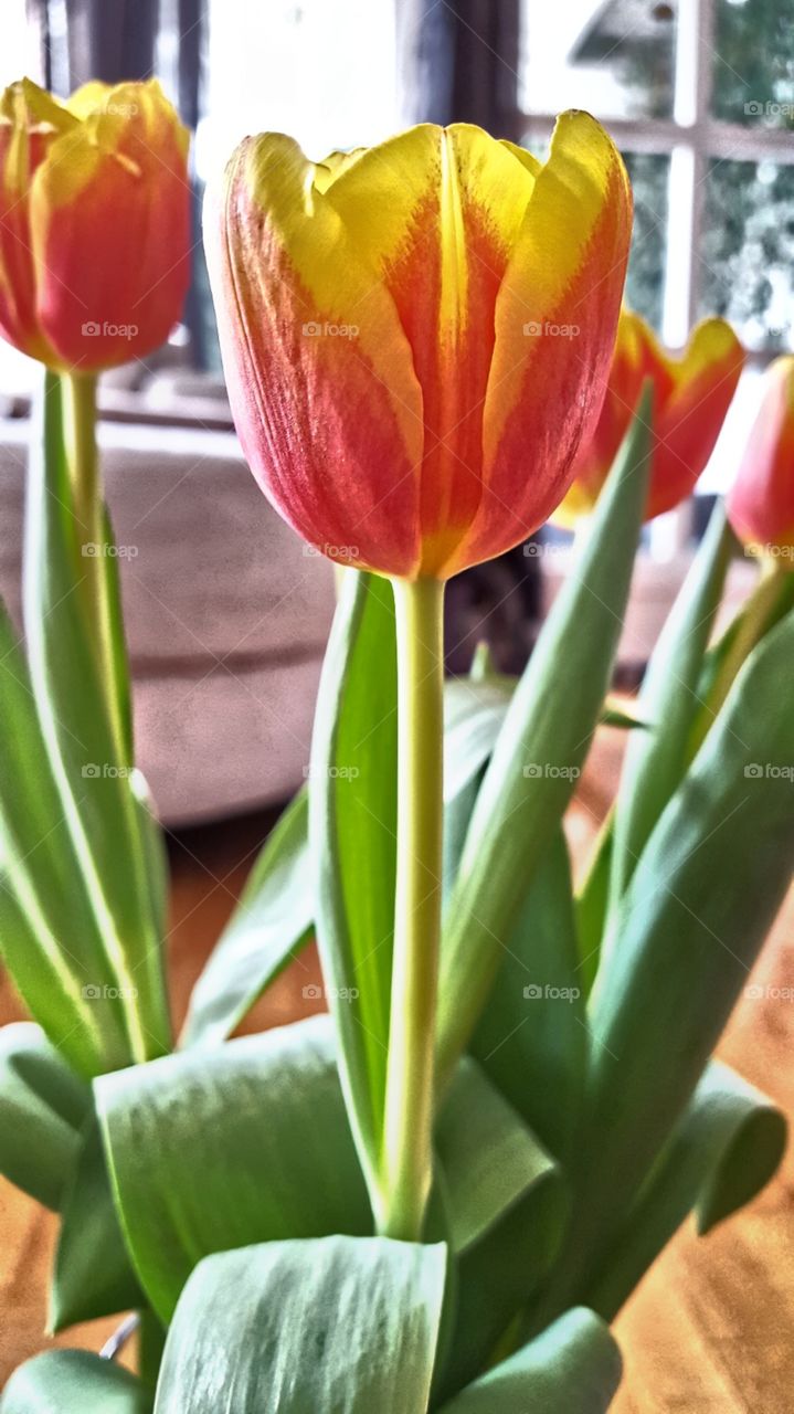 No Person, Tulip, Nature, Easter, Leaf