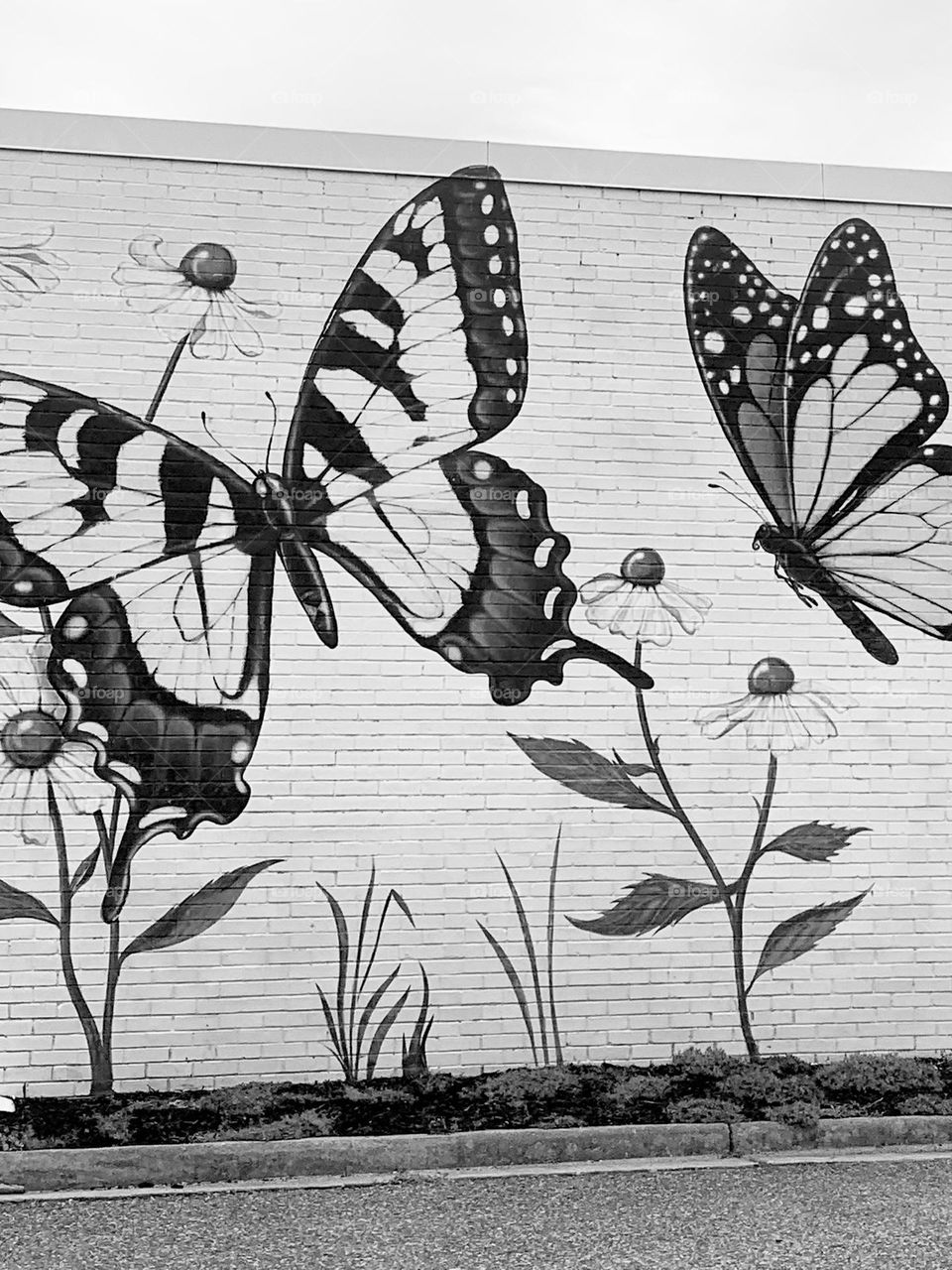 B&w butterflies 