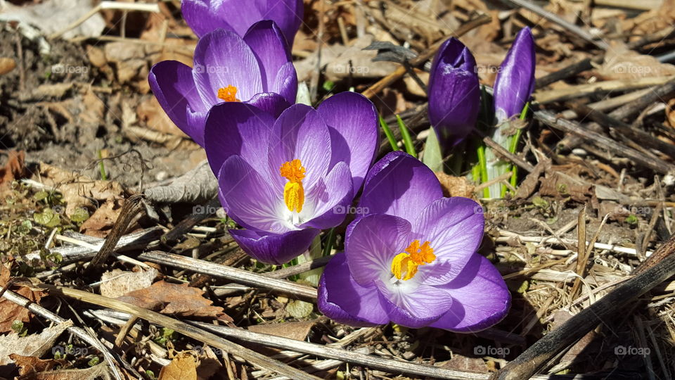 Crocuses