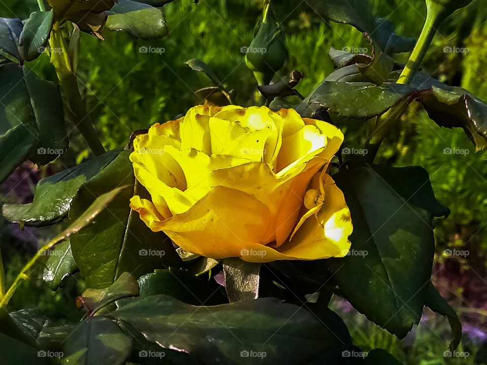 Yellow spider in a rose