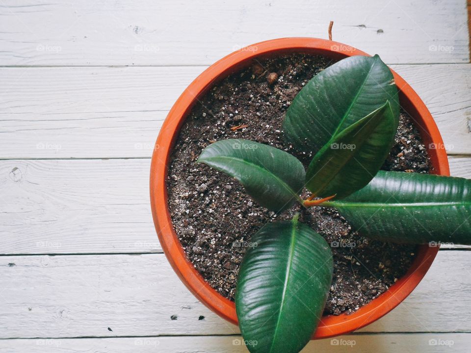 Ficus indoor plants uplifting and joy