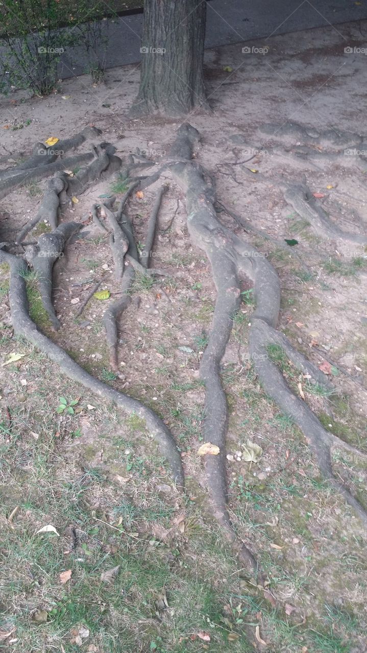 The tree and his root