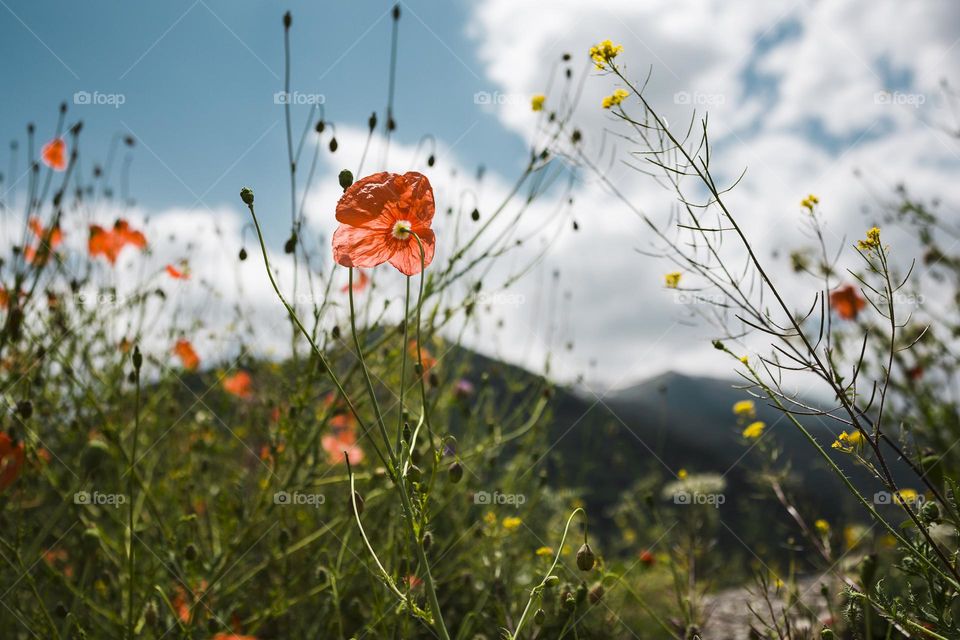 red poppies flowers blooming in a meadow with  peak mountain.