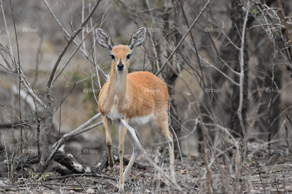 African Steinbuck 