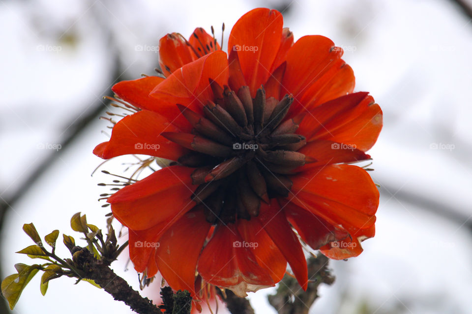 The beautiful orange flower of the coral tree