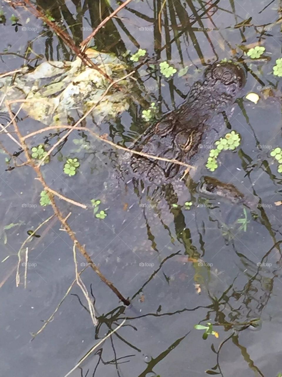 Alligator, swamp, land o lakes Florida, retention pond. 