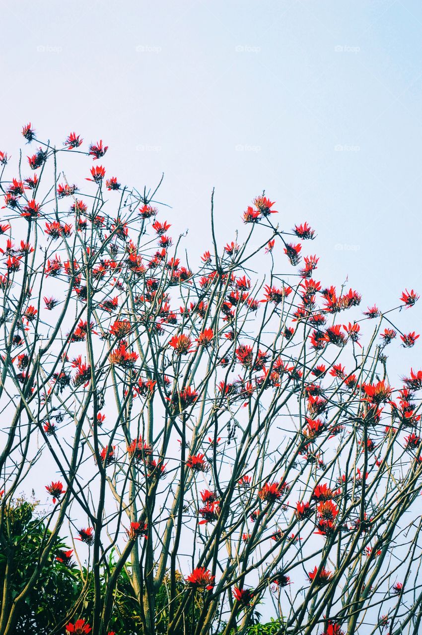 These little red flowers have amazing charm.