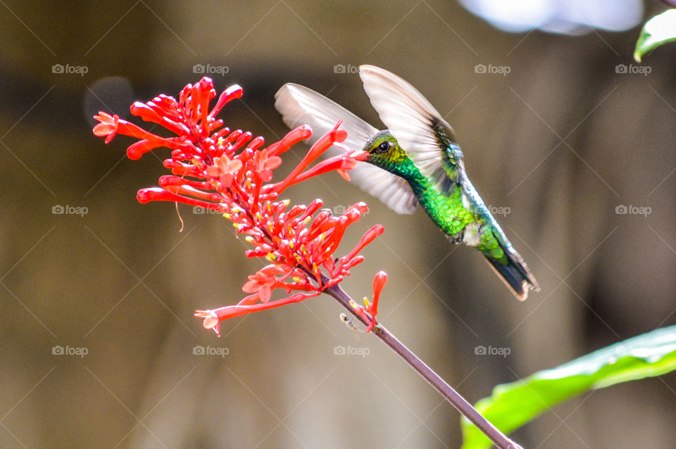 hummingbird in flower from the field