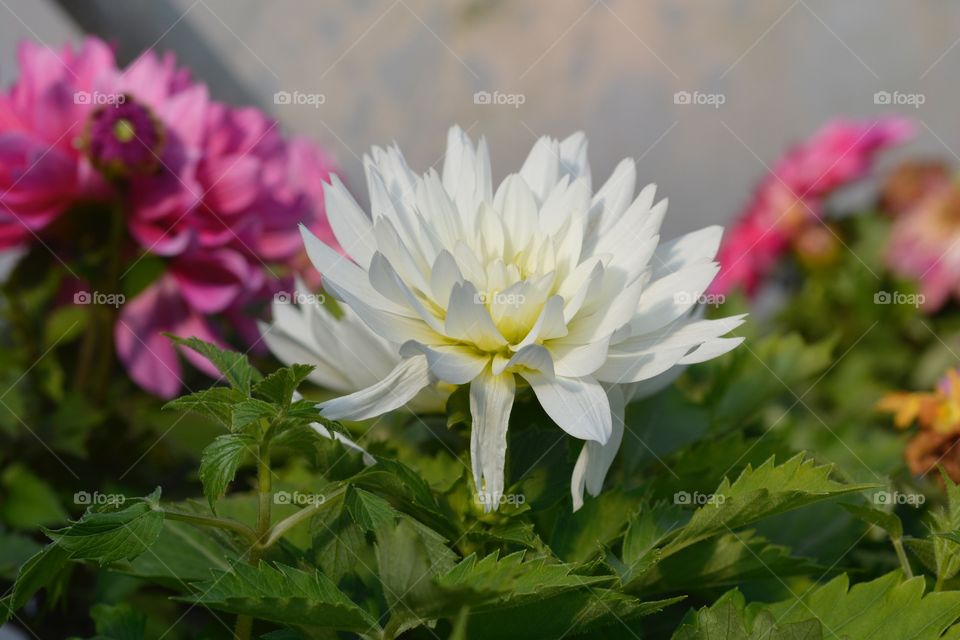 A white flower