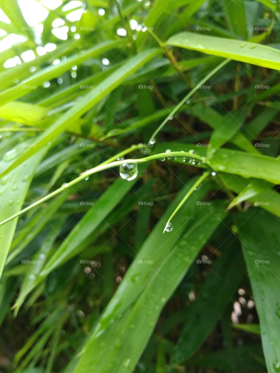 rainy drop in plant