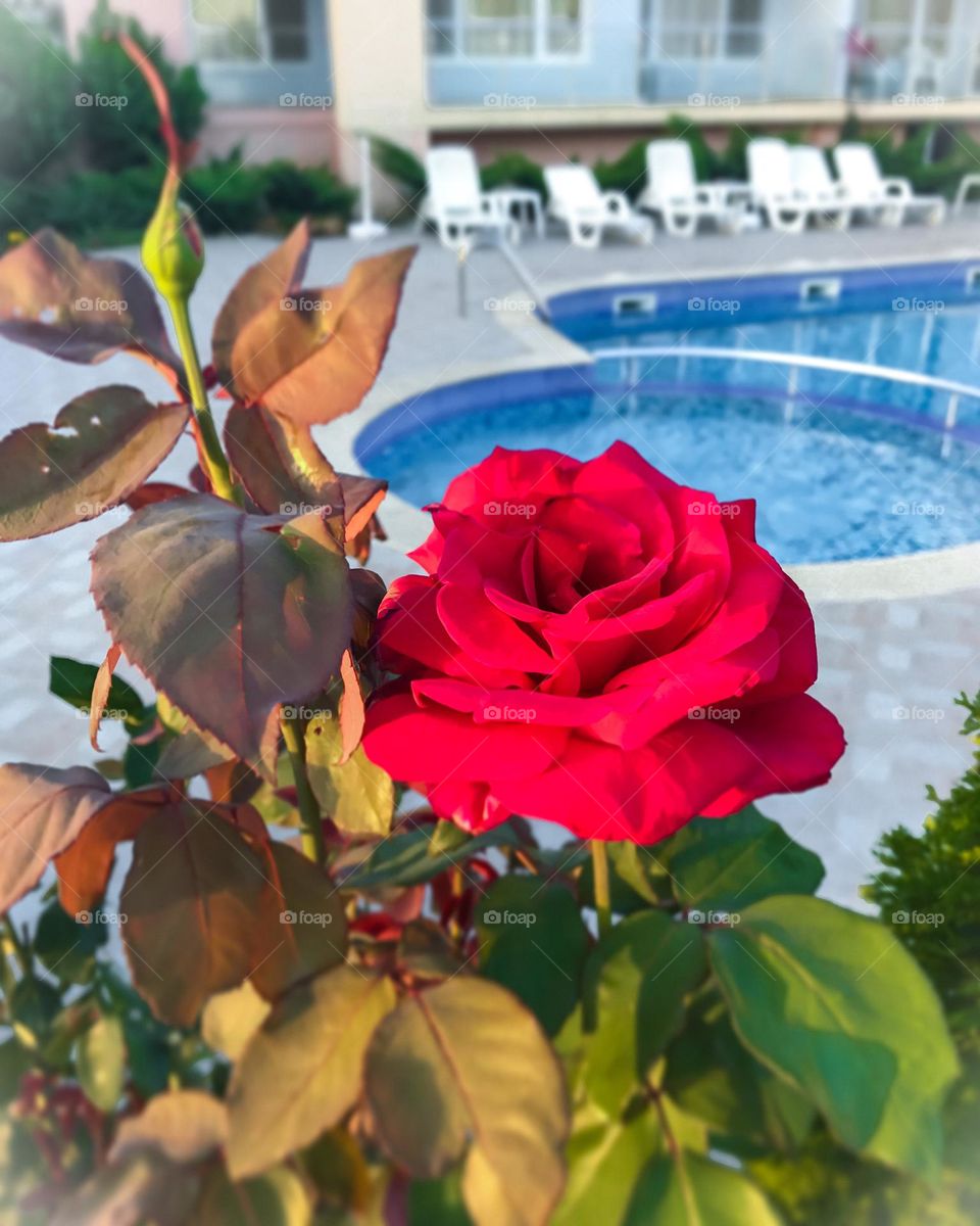 mobile photo of plants, red roses by the pool