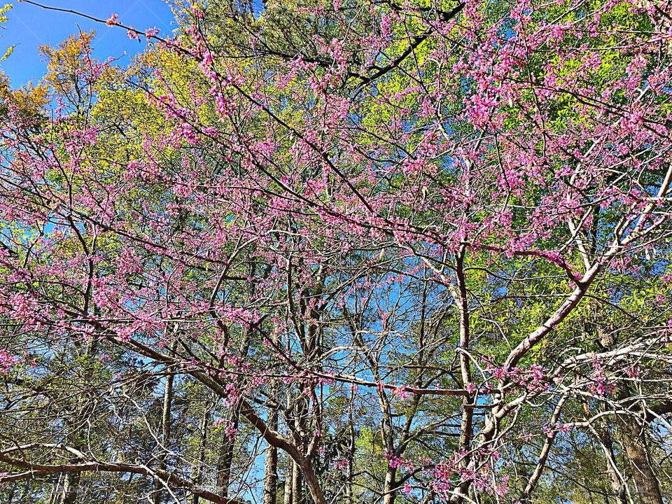 Pink Blossoms 