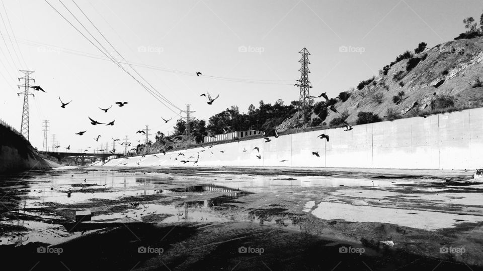 Birds aloft in the LA river
