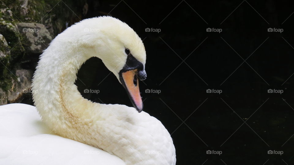 Swan. Follow me on Instagram: @jufsferreira