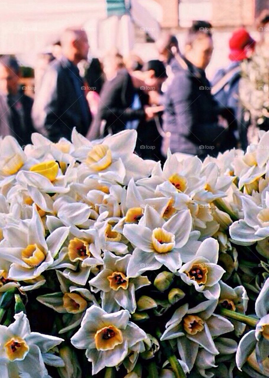 Daffodils London market 