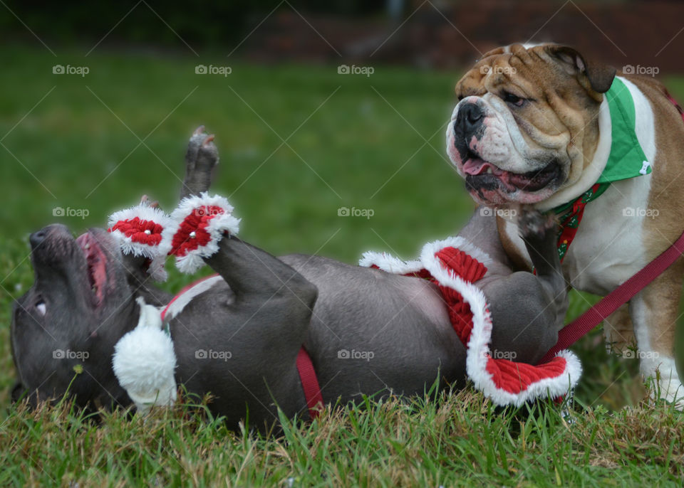 Two dogs dressed in costume playing outdoors