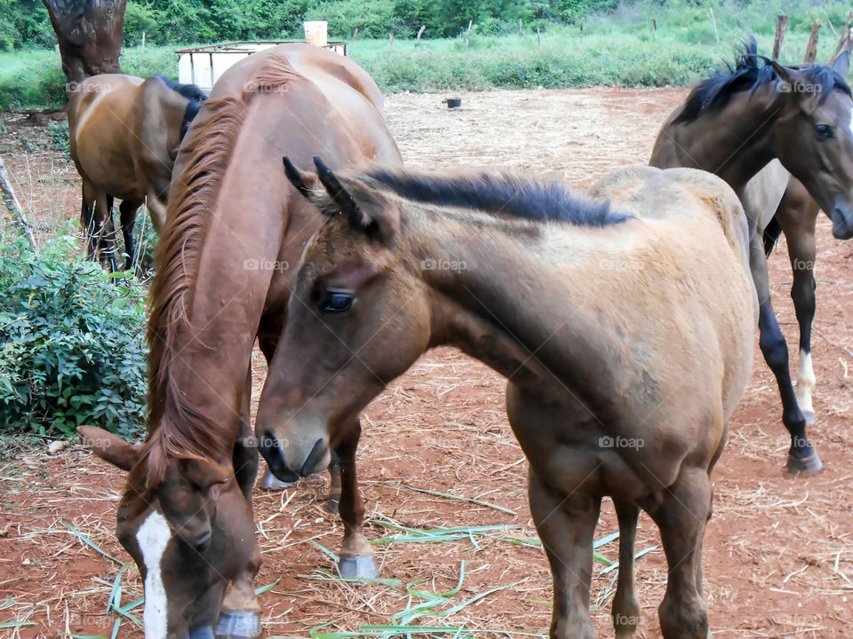 Horse Gathering