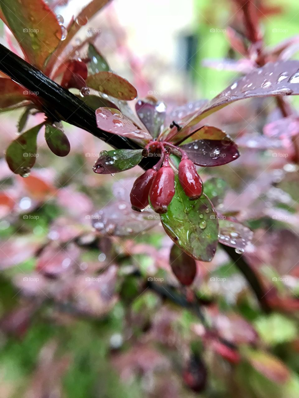 Berries after rain