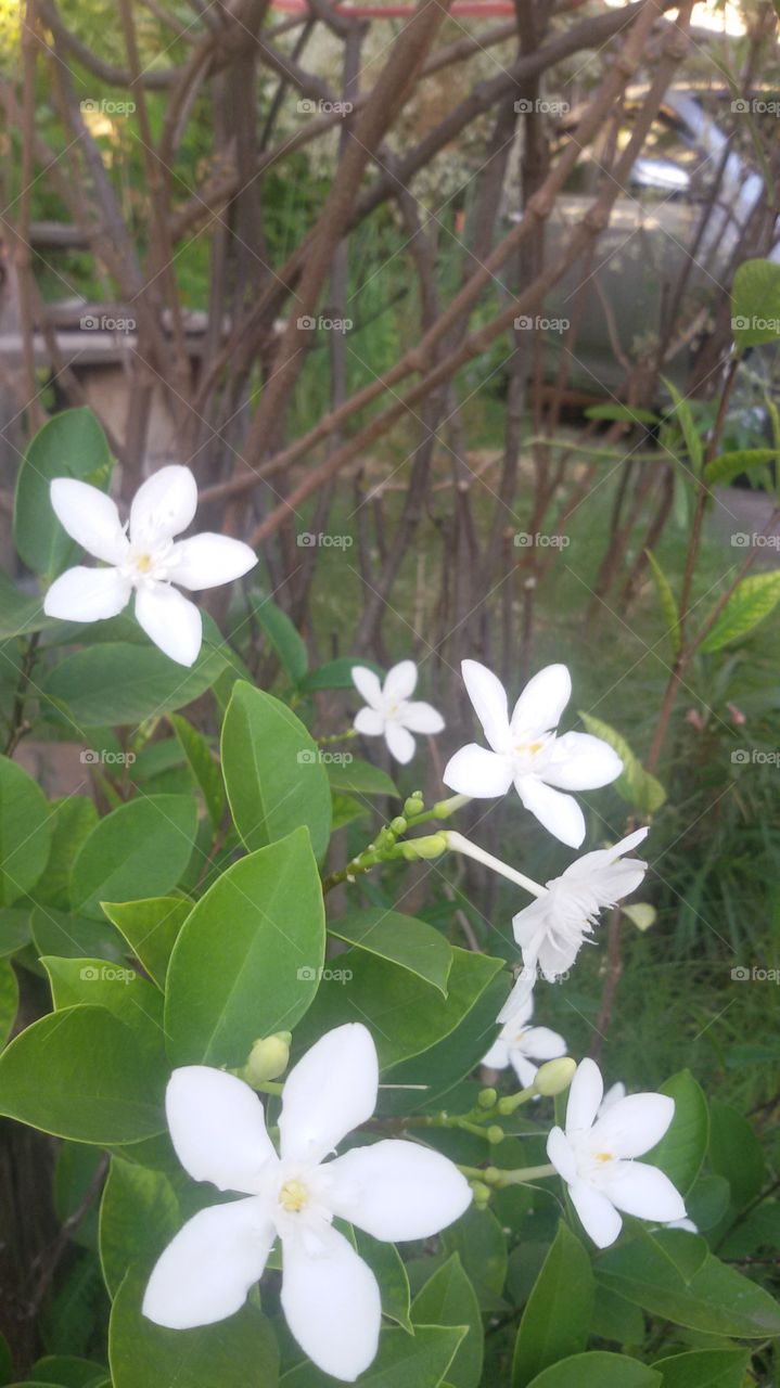 flower of Thailand