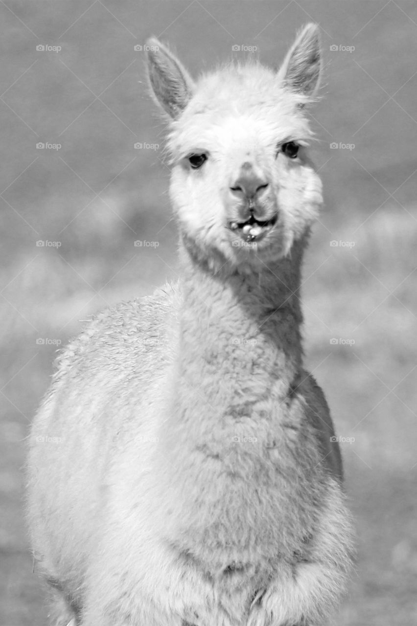 B&W closeup of a white alpaca curiously approaching me. I think he was hopeful that I had something tasty to eat to share with him. The B&W prominently displayed the softness of his fur, his dark expressive eyes and his funny shaped teeth. 