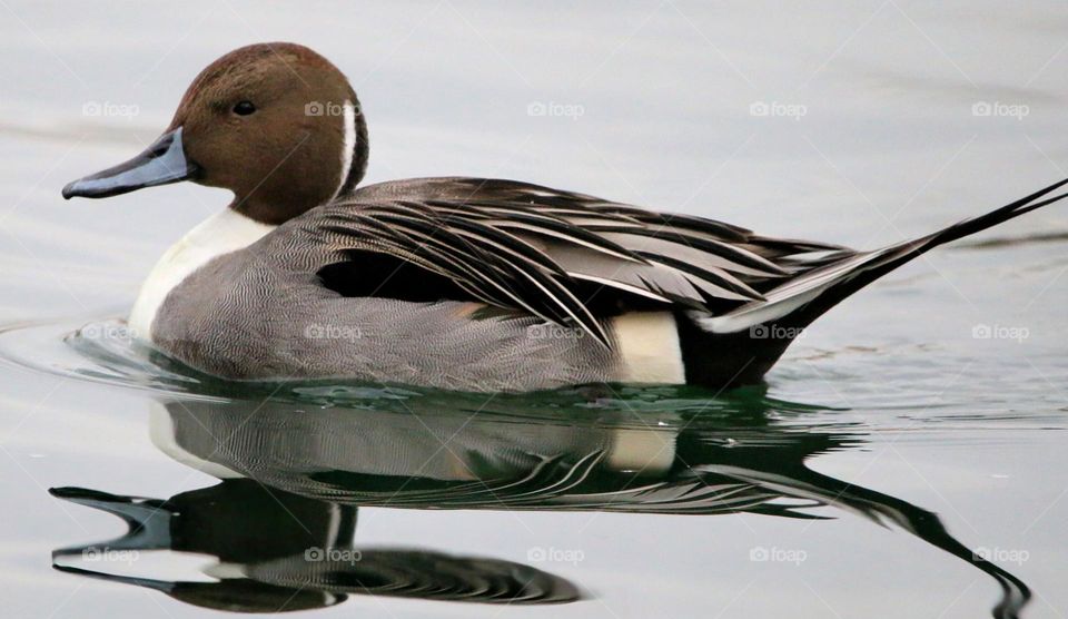 Pintail Duck on the Lake