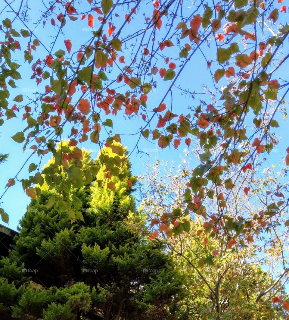 The leaves trembled in the breeze, with a blue sky & evergreen trees were comfortable, peaceful.