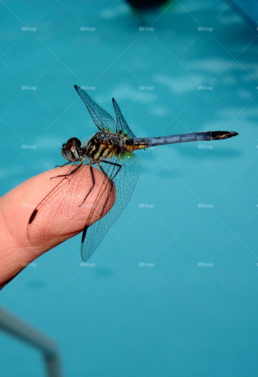 Dragonfly holding index finger over pool water.